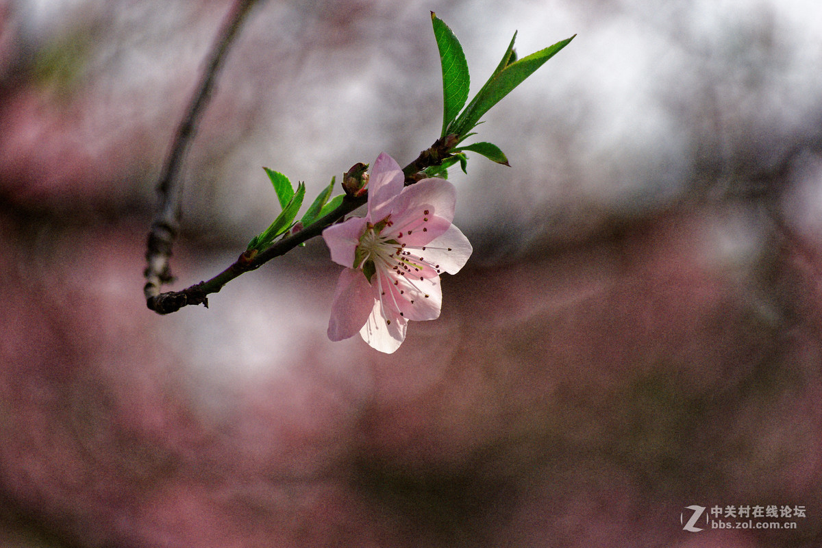 阳春三月万物复苏