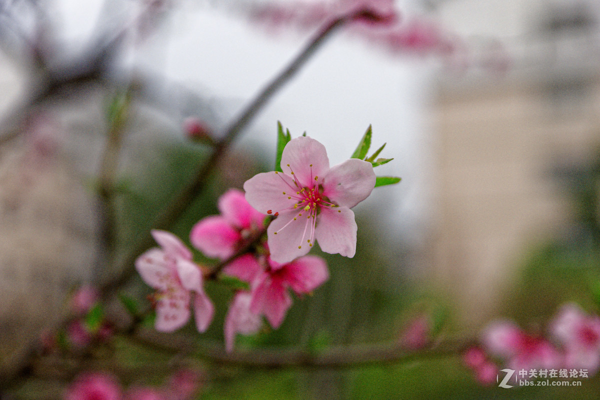 阳春三月万物复苏