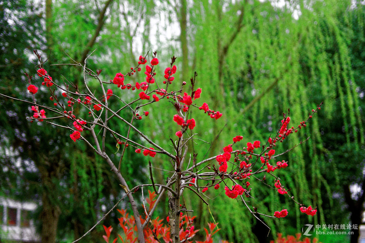 阳春三月万物复苏