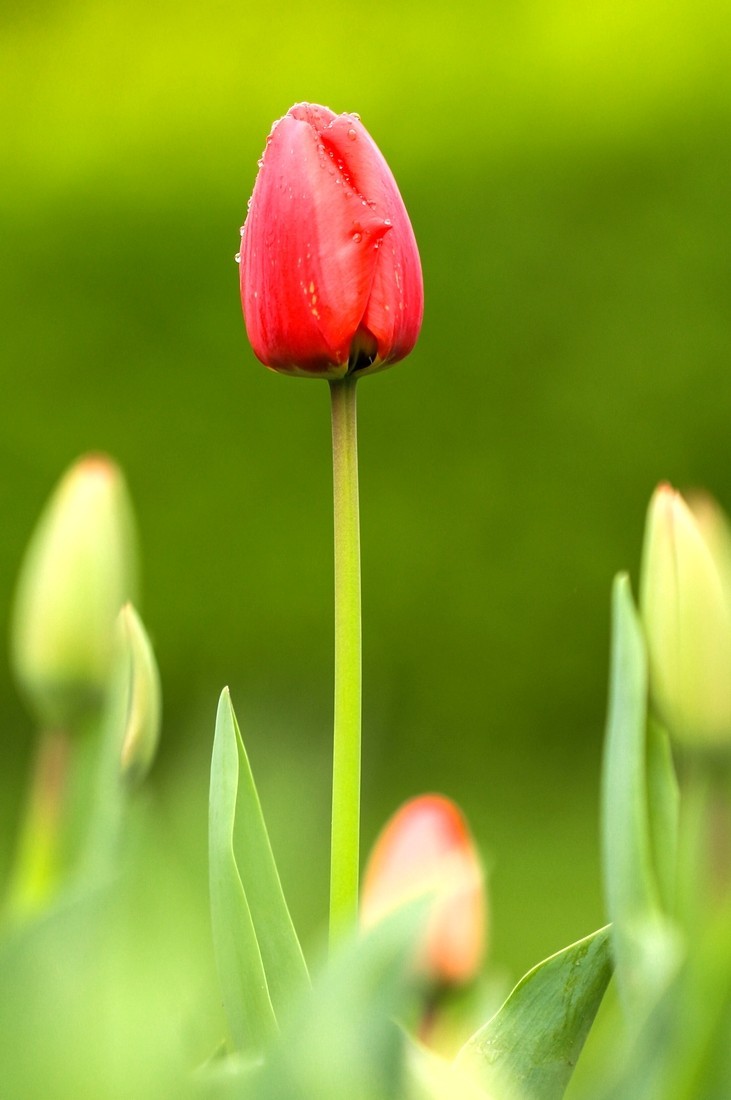 今天下雨路过南园手机随手拍了几张雨中的郁金香