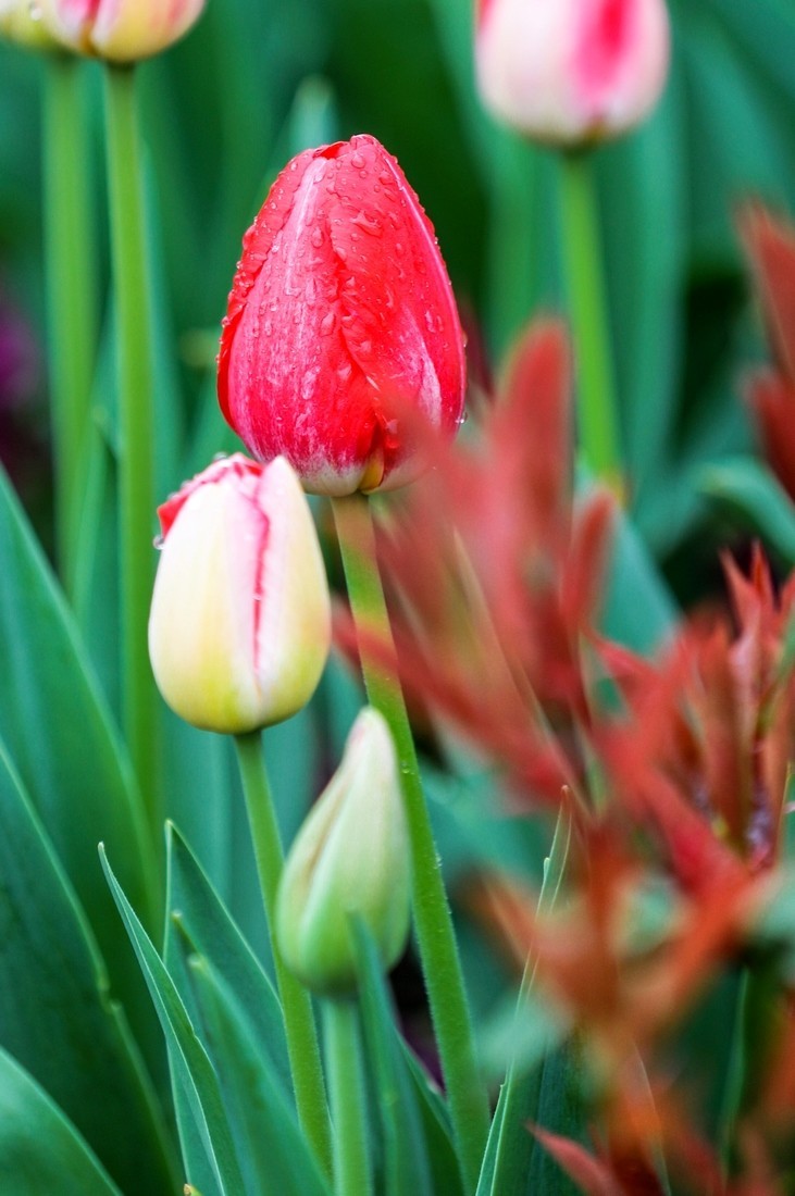今天下雨路过南园手机随手拍了几张雨中的郁金香