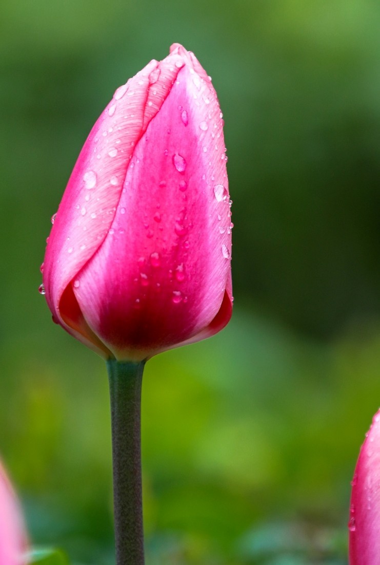 今天下雨路过南园手机随手拍了几张雨中的郁金香