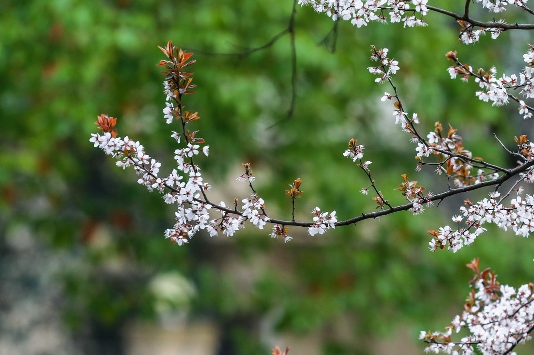 今天下雨路过南园手机随手拍了几张雨中的郁金香
