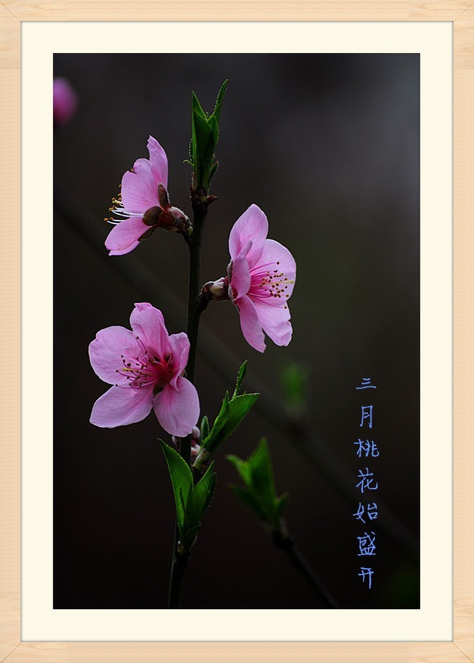 一组竖版桃花