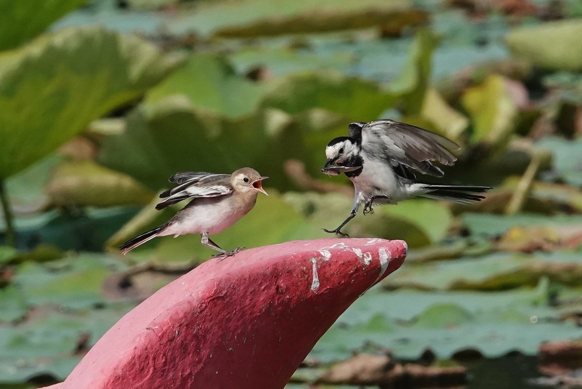公平对待孩子的小妈妈