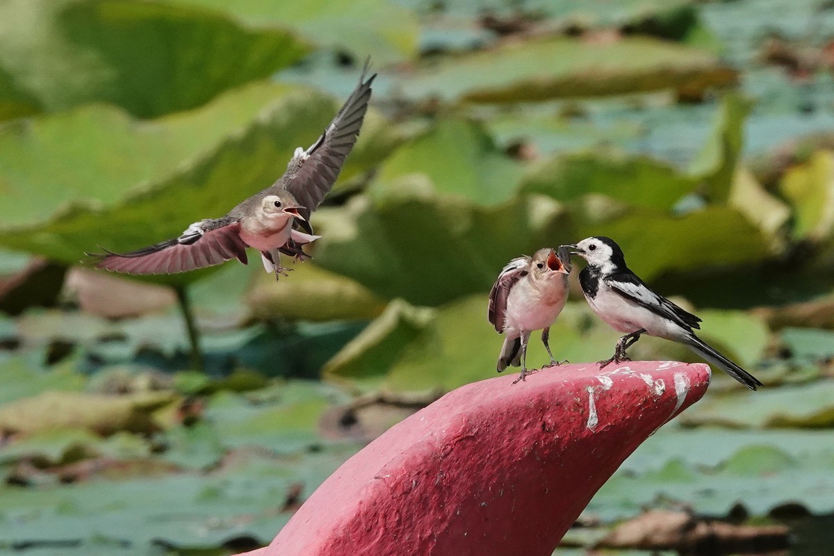 公平对待孩子的小妈妈