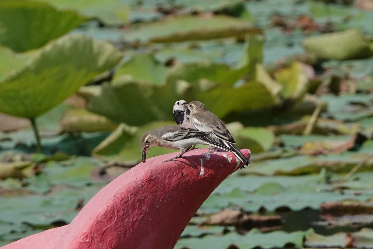 公平对待孩子的小妈妈