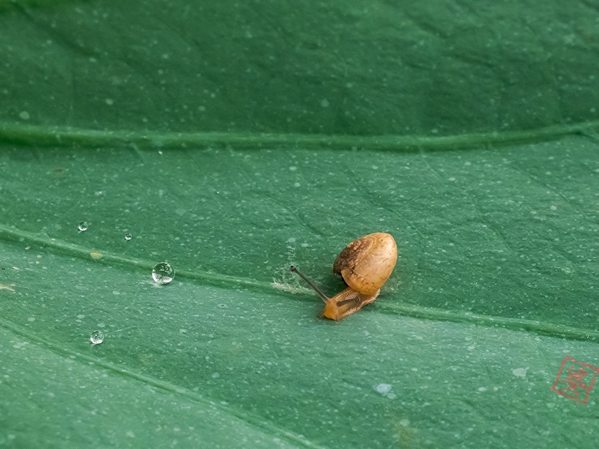 【你好夏天】雨后的小昆虫 - 新影像萌宠 花粉俱乐部