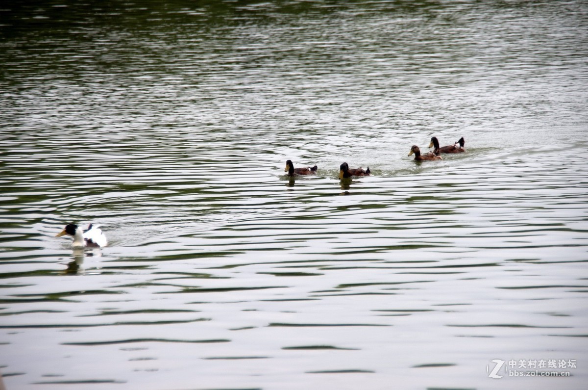 新淘的da18---250试拍