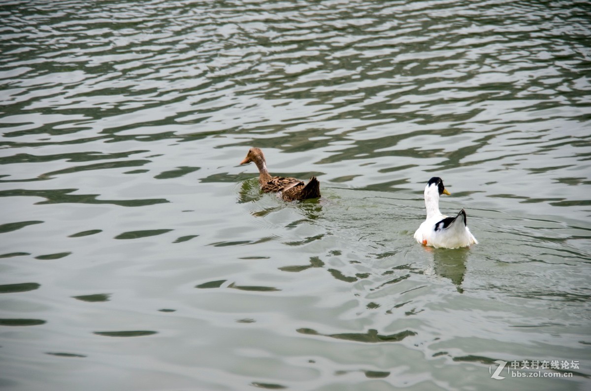 新淘的da18---250试拍