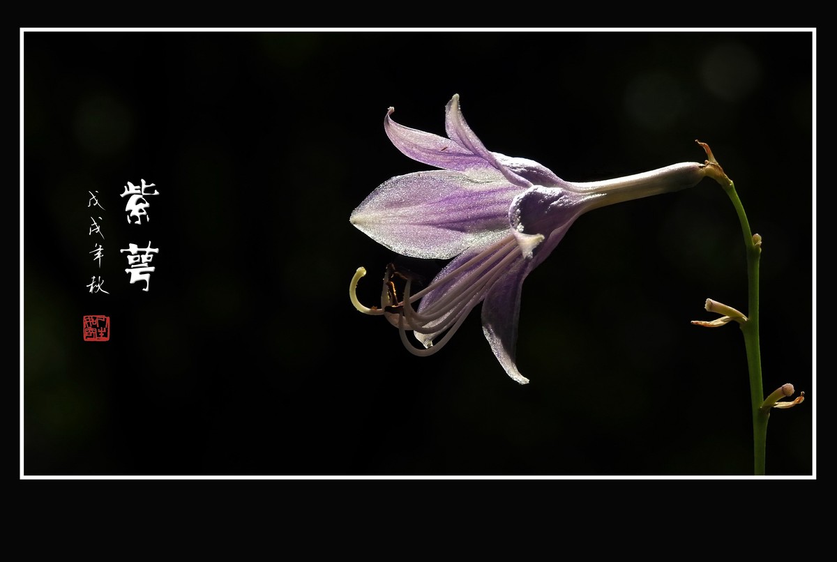 星星般的小紫花紫萼花