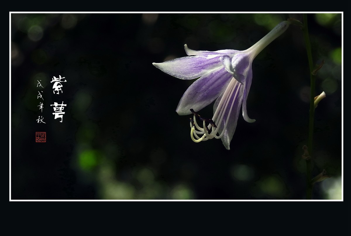 星星般的小紫花紫萼花