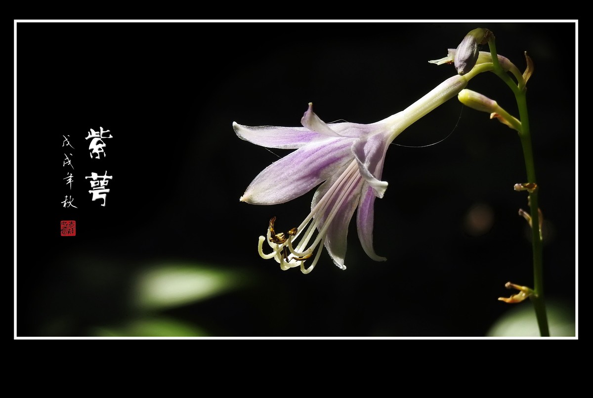 星星般的小紫花紫萼花