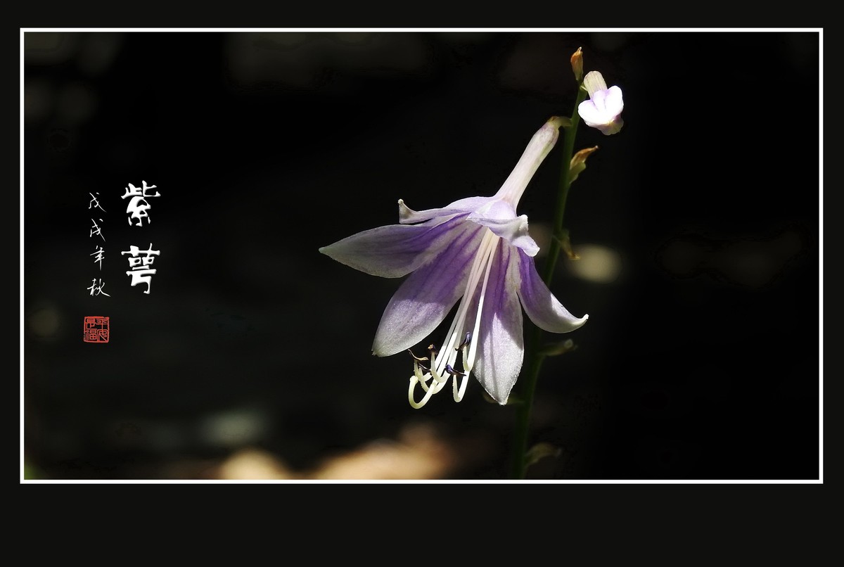 星星般的小紫花紫萼花