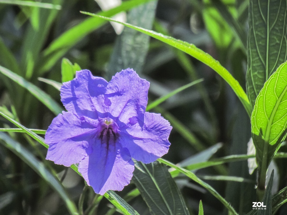 藍花草