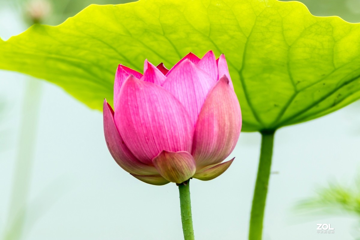 成都新津千亩荷花