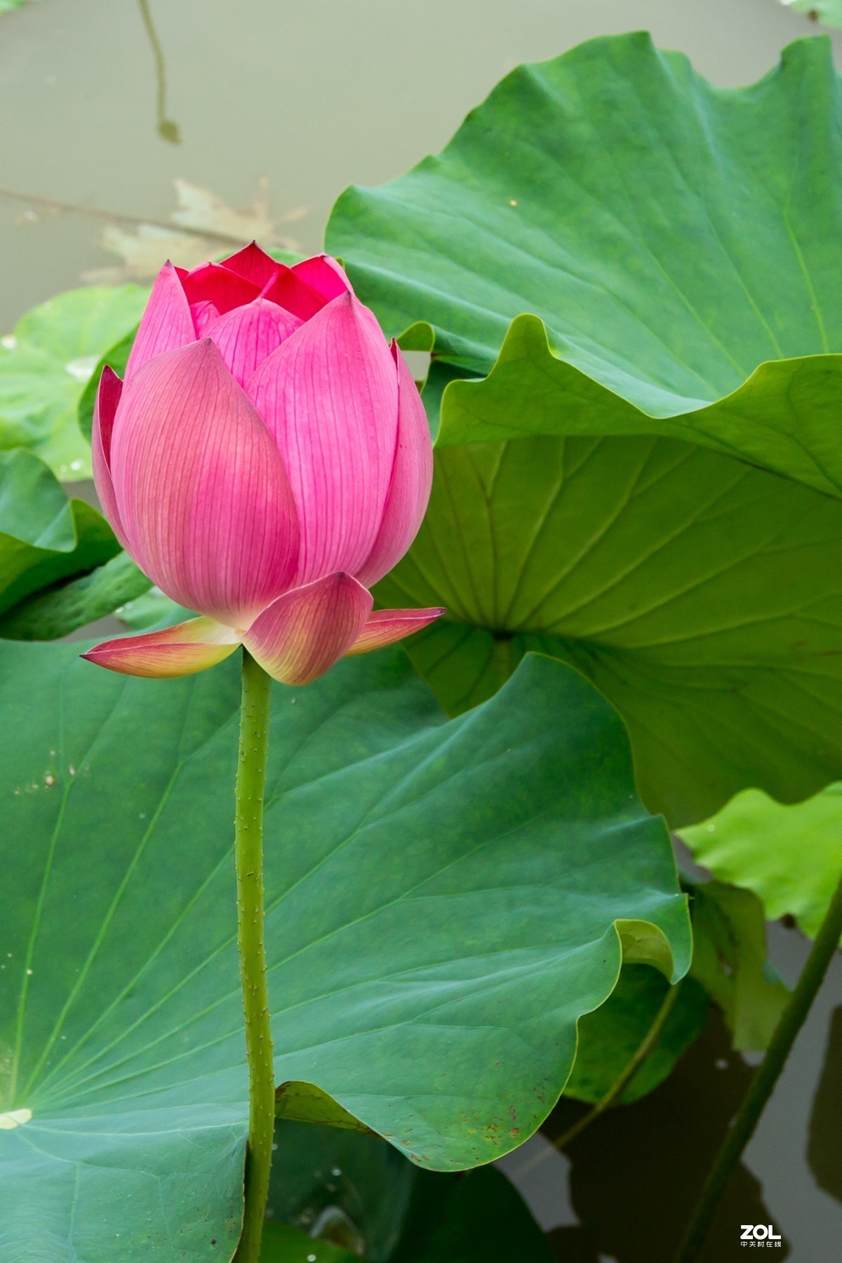成都新津千亩荷花