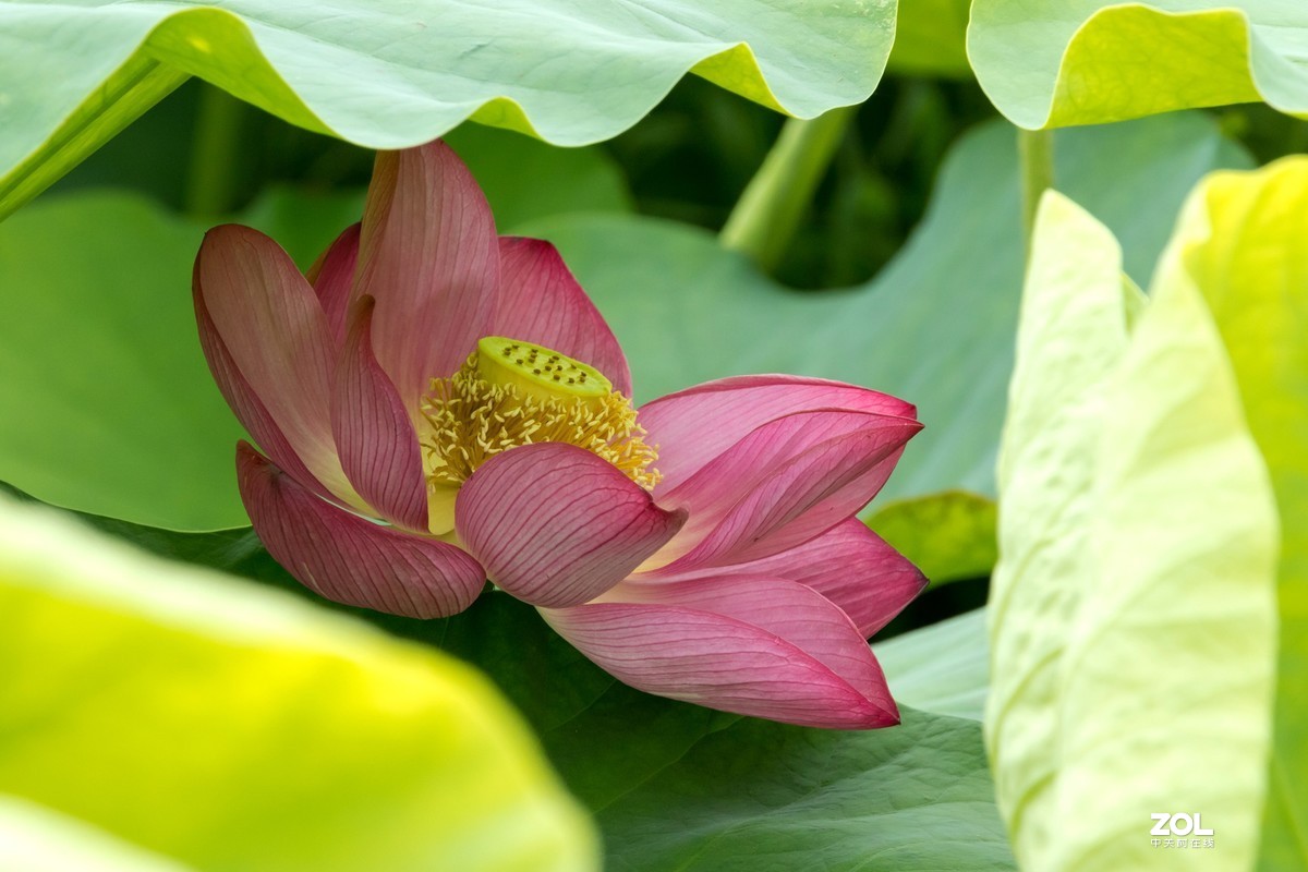 成都新津千亩荷花