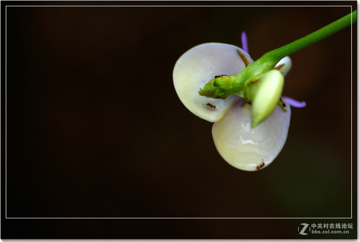 小品习作【牵牛与豆花】