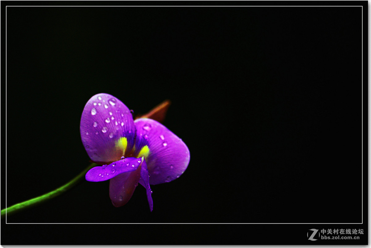 小品习作【牵牛与豆花】