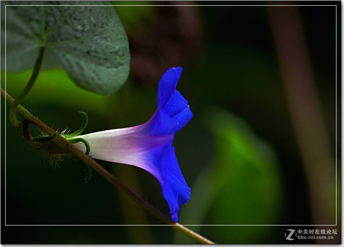 小品习作【牵牛与豆花】