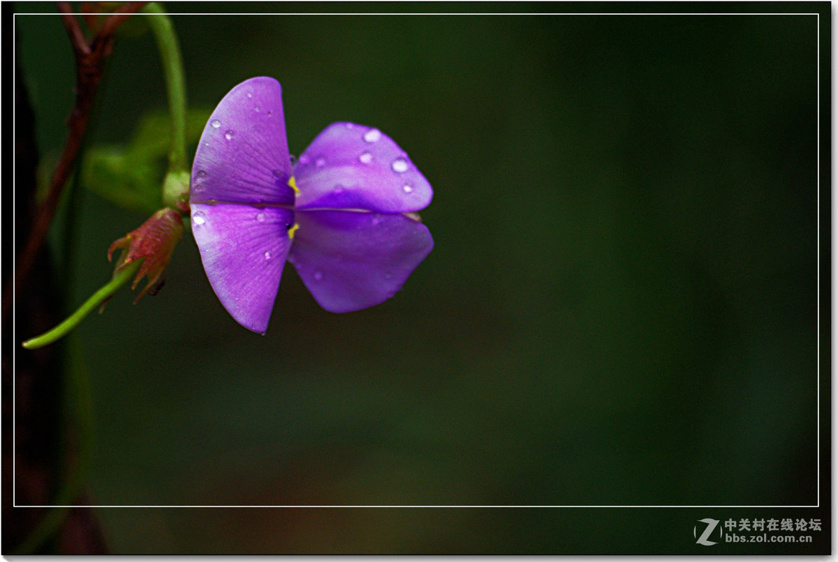 小品习作【牵牛与豆花】