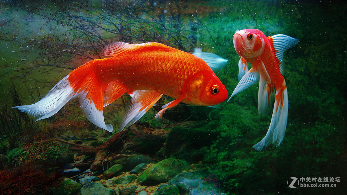 年年有余庆元宵