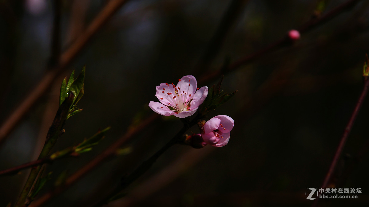桃花绽放