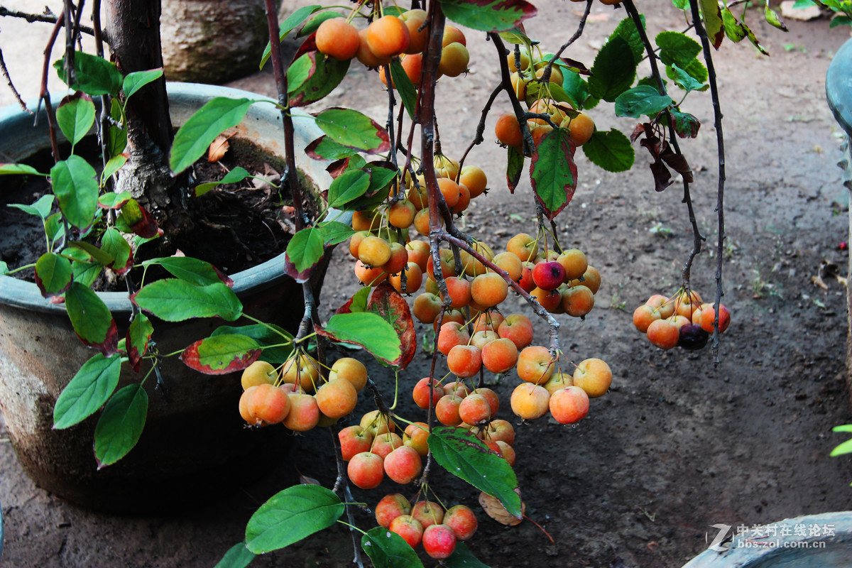榴园盆景红果沙果5