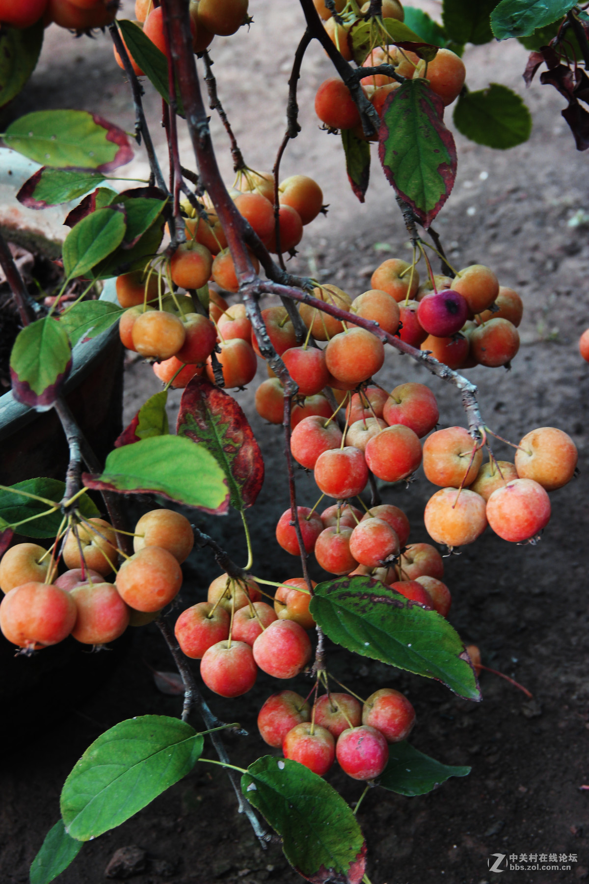 榴园盆景红果沙果5