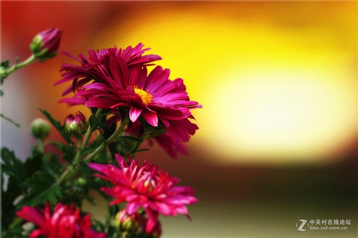 菊花2.