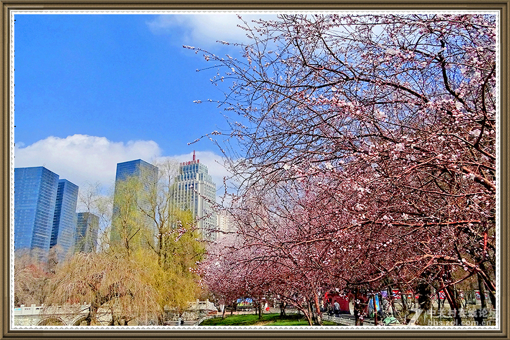 【在那山桃花盛开的地方】