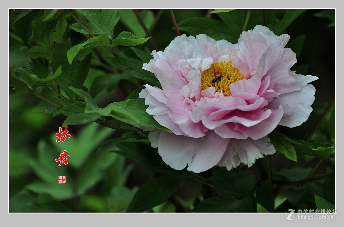 #ZOL月赛-春暖花开#牡丹图（2）