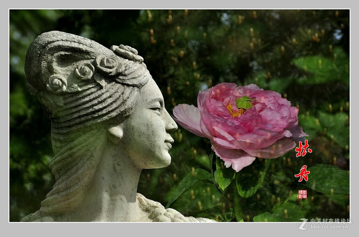 #ZOL月赛-春暖花开#牡丹图（2）