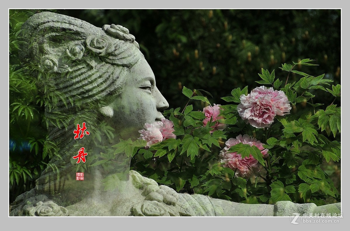 #ZOL月赛-春暖花开#牡丹图（2）