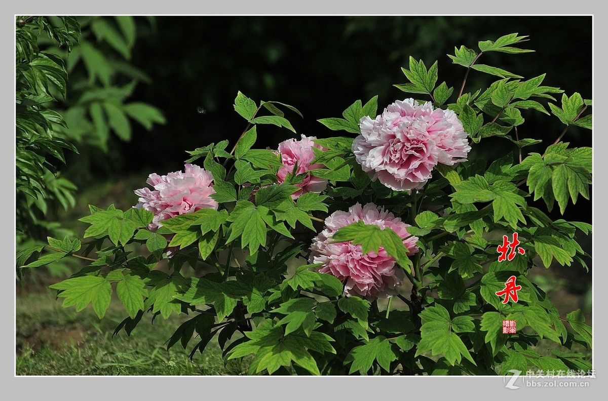#ZOL月赛-春暖花开#牡丹图（2）