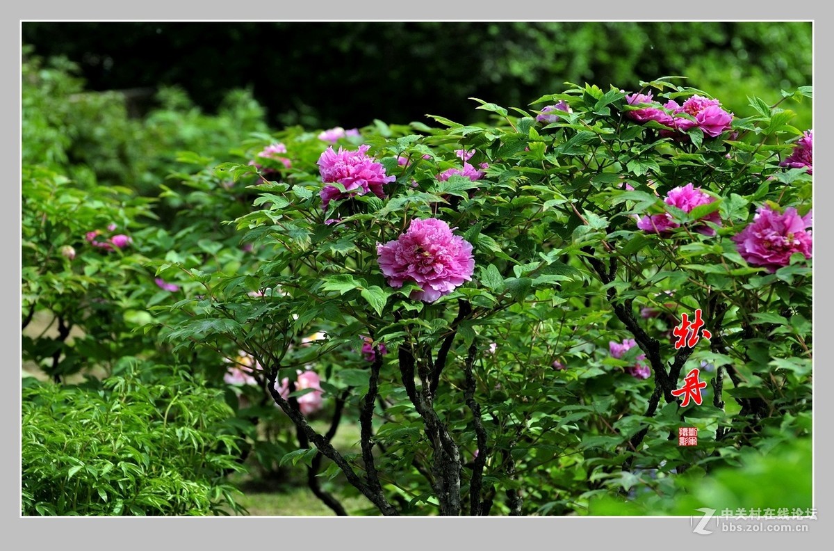 #ZOL月赛-春暖花开#牡丹图（2）