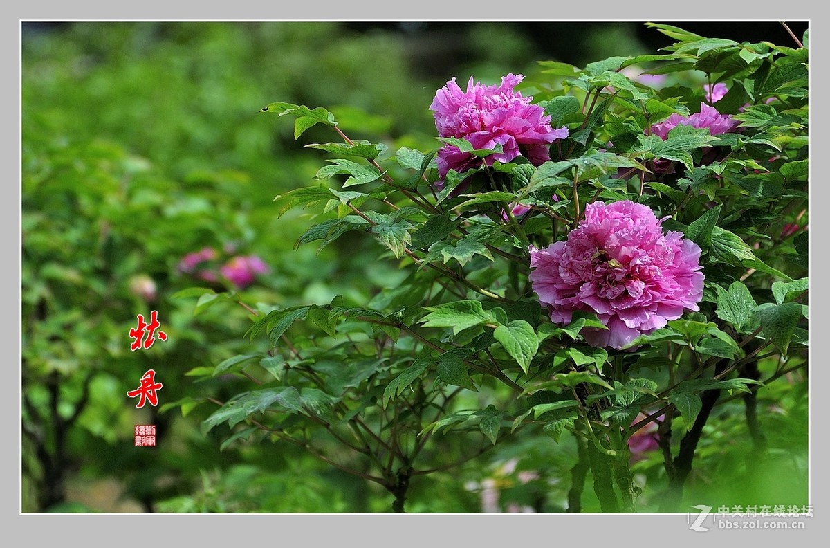 #ZOL月赛-春暖花开#牡丹图（2）
