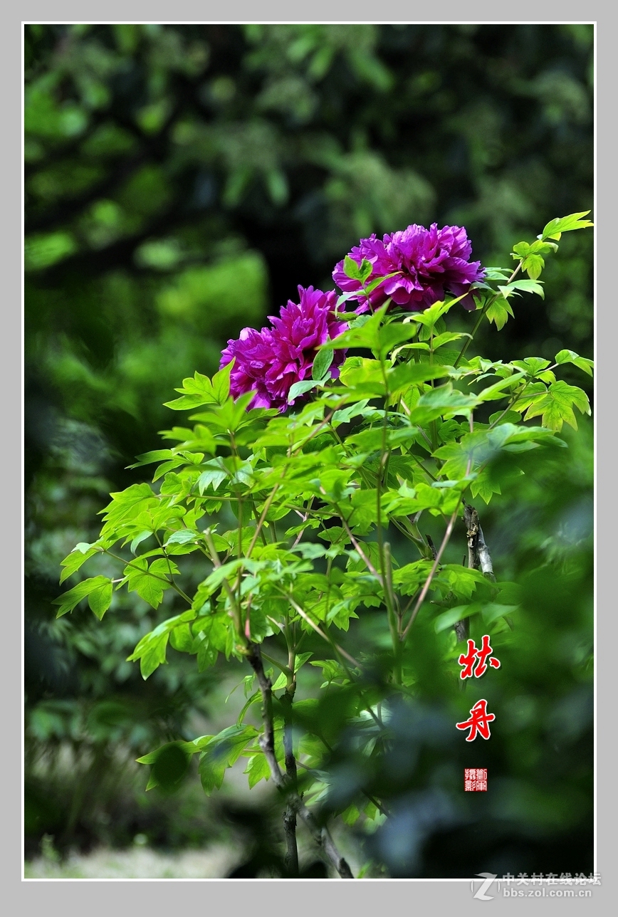 #ZOL月赛-春暖花开#牡丹图（2）