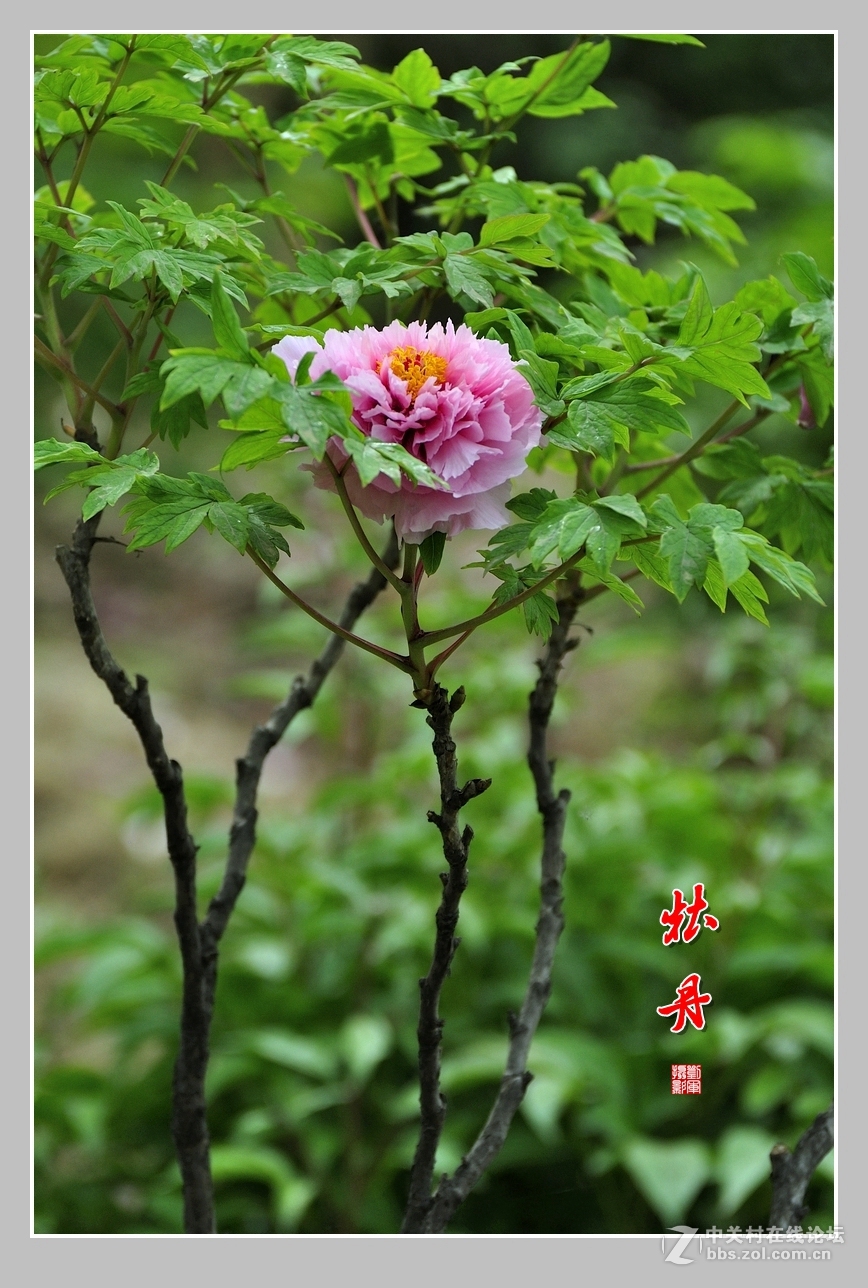 #ZOL月赛-春暖花开#牡丹图（2）