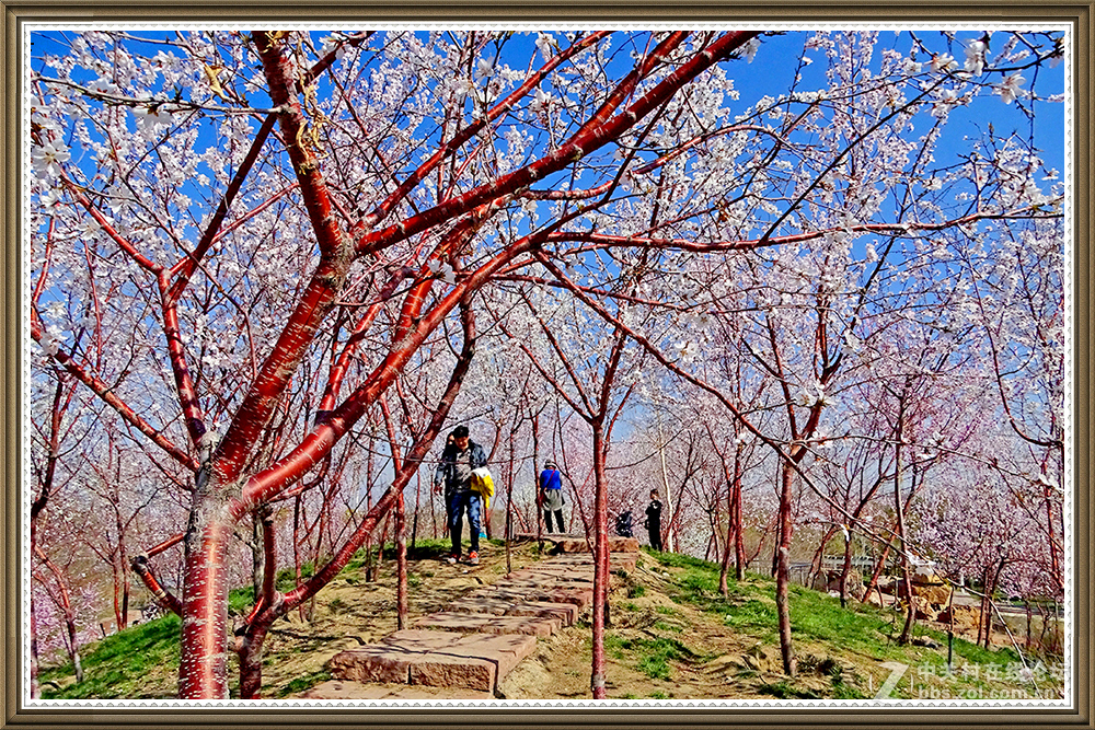 【在那山桃花盛开的地方】