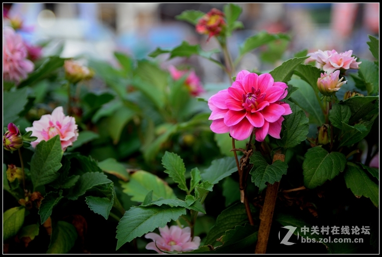 #练习随手拍#古城