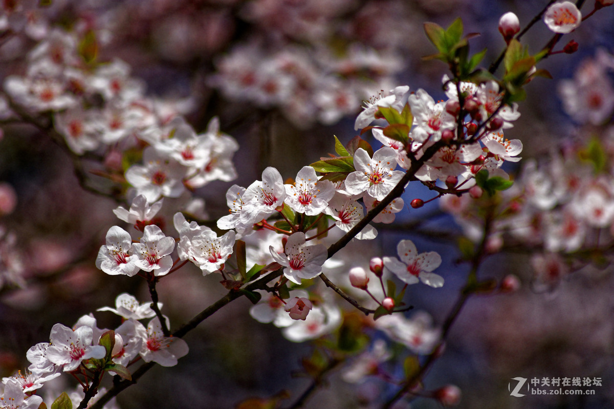 阳春三月万物复苏