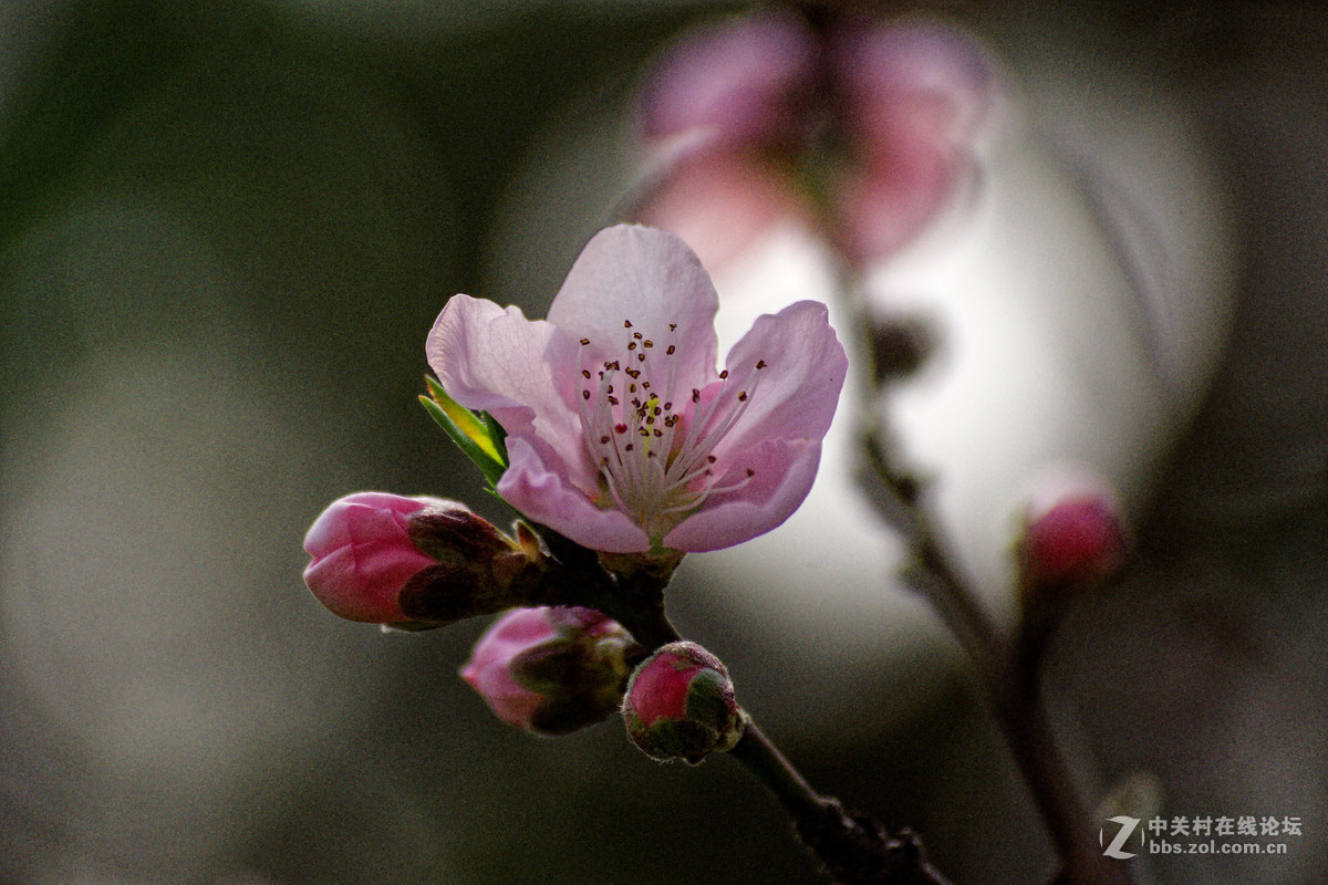 阳春三月万物复苏