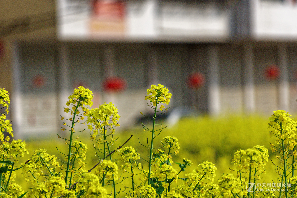 阳春三月万物复苏