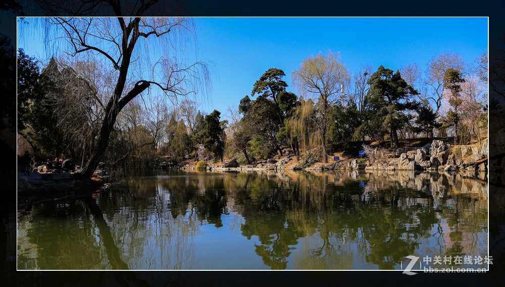 #佳能月赛-与佳能一起去踏青#水木清华柳鹅黄