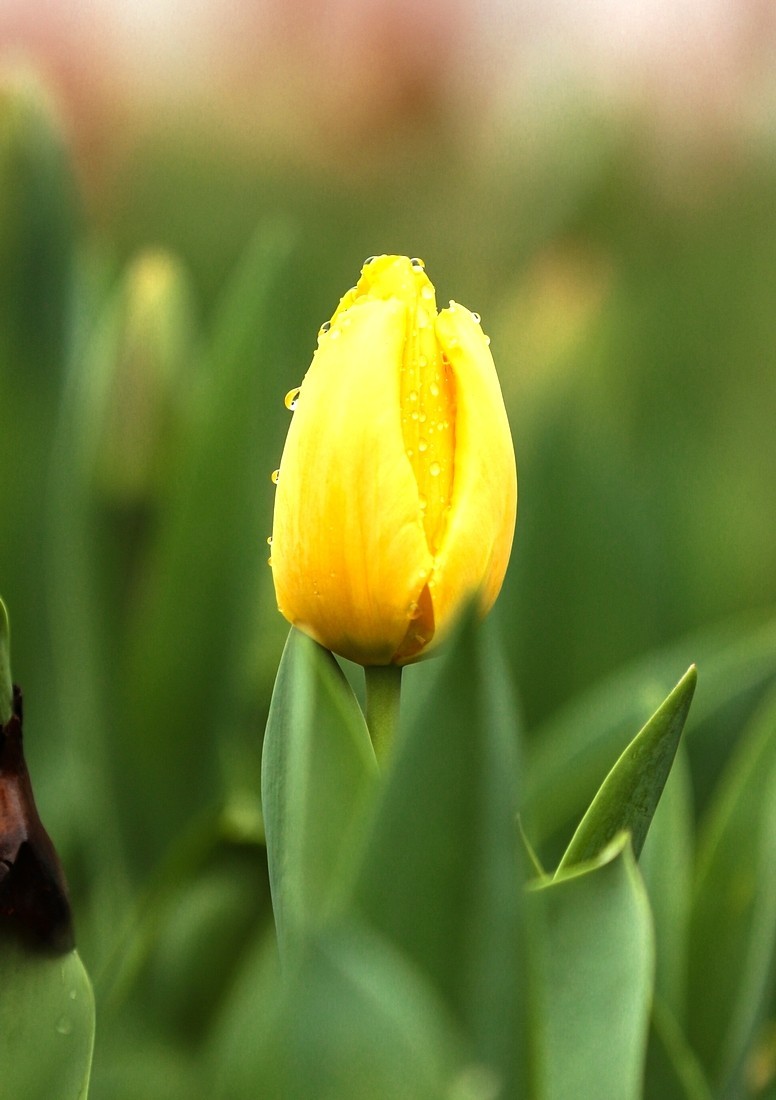 今天下雨路过南园手机随手拍了几张雨中的郁金香