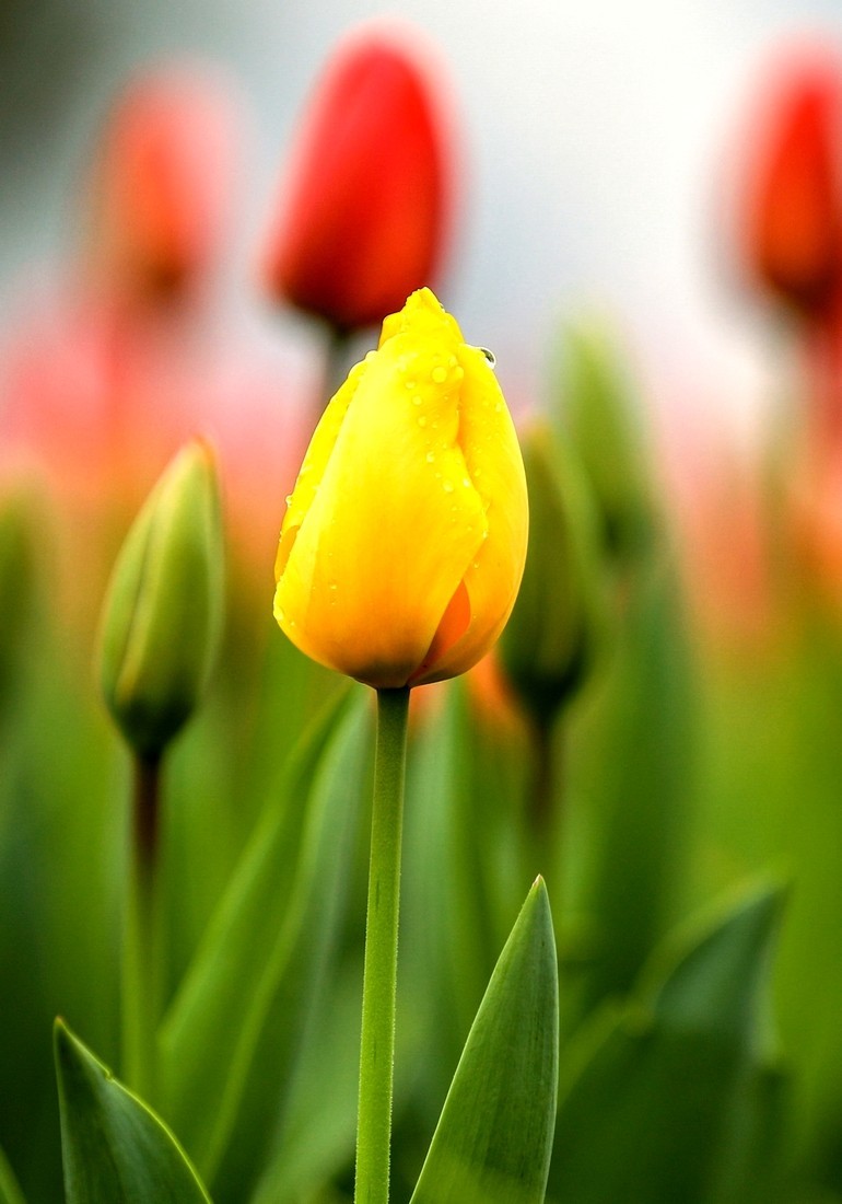 今天下雨路过南园手机随手拍了几张雨中的郁金香