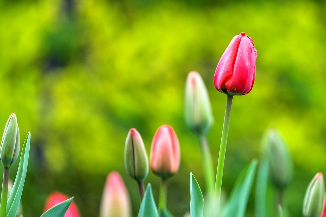 今天下雨路过南园手机随手拍了几张雨中的郁金香