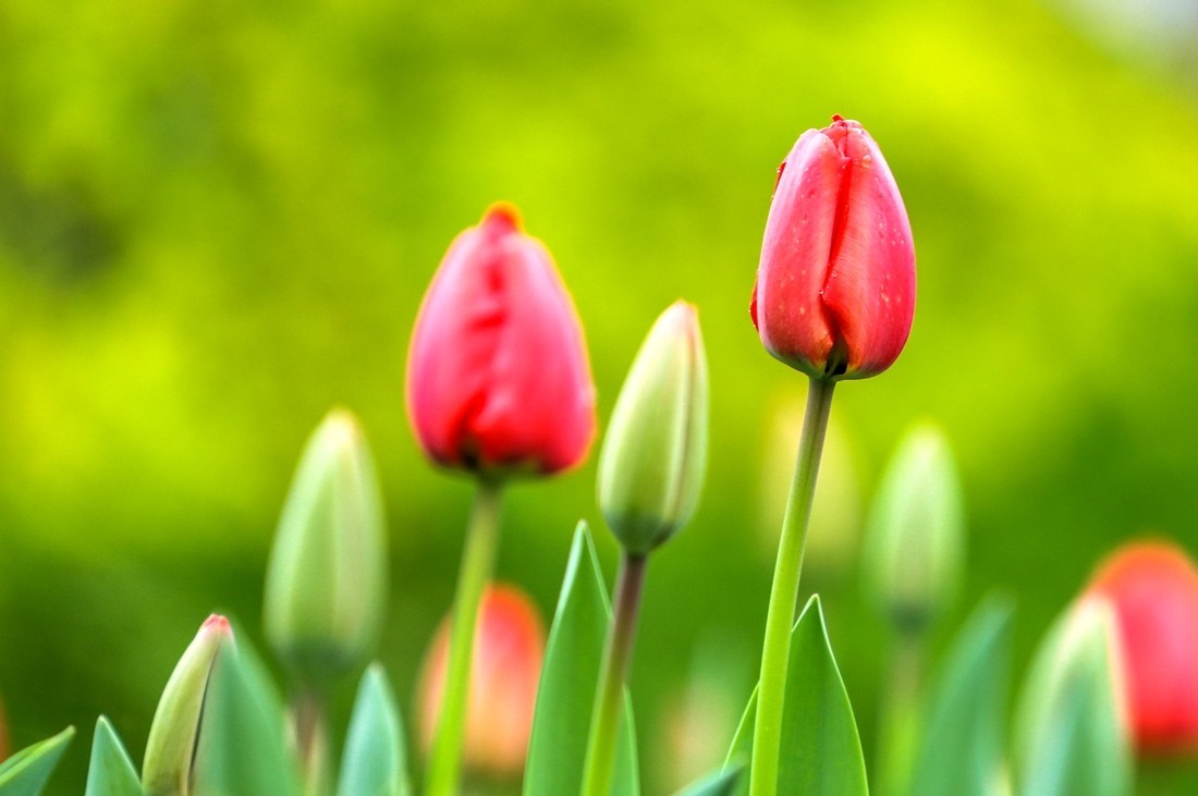 今天下雨路过南园手机随手拍了几张雨中的郁金香